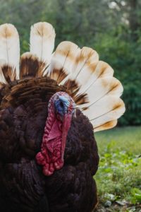 schweizer and associates the happy lawyer estate planning at thanksgiving